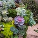 Lithops Bonsai Living Stones Succulent Cactus Organic Garden - 100 Seeds
