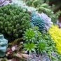 Lithops Bonsai Living Stones Succulent Cactus Organic Garden - 100 Seeds