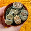 Lithops Plants Mix Varieties Succulents Plants Living Stone Bonsai - 200 Seeds