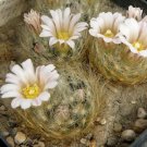 Cactus Mammillaria solisioides - 5 Seeds