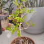 Operculicarya borealis - 5 Seeds