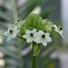 ORNITHOGALUM SAUNDERSIAE Plant - 100 Seeds