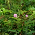 Sensitive Plant Grass Flower Bonsai - 100 Seeds