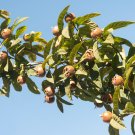 Showy Medlar Mespilus Germanica - 100 Seeds