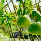 Speckled Swan Gourd Lagenaria Siceraria - 10 Seeds