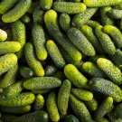 Stinging Gherkin Little Cucumber Hybrid - 50 Seeds