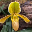 Calceolaria tomentosa Yellow Slipper Flower Lady's Purse - 200 Seeds