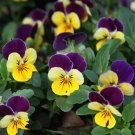 Mexican Pansy Flores Wavy Viola Tricolor Flower plantas - 100 Seeds