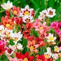 Sparaxis Flowers - 100 Seeds