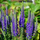 Spike Speedwell Veronica Spicata Plant - 200 Seeds