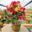 Bougainvillea Seeds Colorful Bougainvillea Spectabilis Willd Plant - 50 Seeds