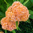 Cockscomb Flowers Dark Orange Color - 300 Seeds
