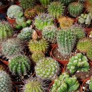 Coryphantha Mix Semi Cactus Sementi Succulent Plants - 10 Seeds