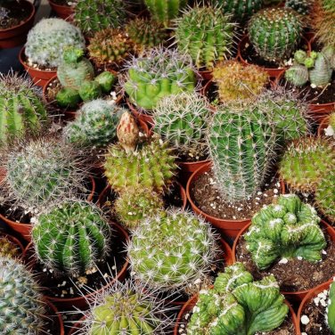 Coryphantha Mix Semi Cactus Sementi Succulent Plants - 10 Seeds