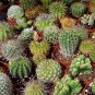 Coryphantha Mix Semi Cactus Sementi Succulent Plants - 10 Seeds