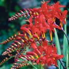 Crocosmia aurea - 100 Seeds