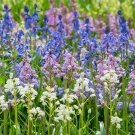 Mixed Wooden Hyacinths Spanish Hyacinths - 100 Seeds