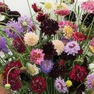 Pincushion Formula Mix - 50 Seeds