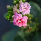 Pink Longevity Flower - 100 Seeds