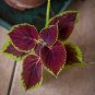 Rainbow Coleus - 100 Seeds