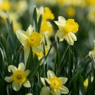 Rainbow Daffodil Bonsai Flowers - 200 Seeds