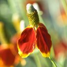 Ratibida Coneflower Mexican Hat Columnifera Midget - 30 Seeds