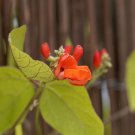 Runner Bean 'Scarlet' Phaseolus coccineus Flower - 15 Seeds