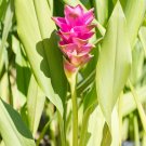 Thailand Curcuma Seeds Siam Tulip - 10 Seeds