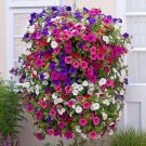 Hanging Petunia Mixed - 200 Seeds