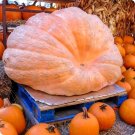 Giant Pumpink - 6 Seeds