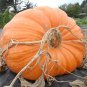 Giant Pumpink - 6 Seeds