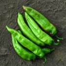 Giant Pepper Hybrid OX Horn Vegetable - 100 Seeds