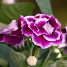 Gloxinia Plant Mixed Purple White Pink ect 9 Colors - 100 Seeds