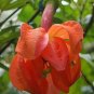Passiflora Parritae Huge Tubular Blooming Orange-red Flower - 15 Seeds