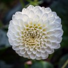Giant Dinnerplate Dahlia Fresh Red Flowers with White Edge - 100 Seeds