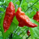 Giant Pepper Giant Marconi Hybrid Sweet Pepper - 100 Seeds