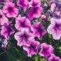 Hanging Petunia Mixed Coloful Flowers - 100 Seeds