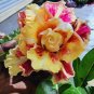 'Golden Carrot' Gold Red Adenium Obesum Desert Rose - 2 Seeds