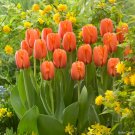 Orange Tulip - 100 Seeds