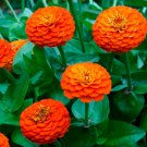 Orange Zinnia Angustifolia Flower - 30 Seeds