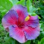 Giant Purple Hibiscus Flower - 20 Seeds