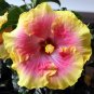 Giant Hibiscus Mixed Flower - 100 Seeds