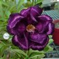 Adedium Seeds Desert Rose Blackish Purple Single Petal with White Color - 2 Seed