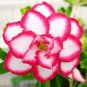 Adenium 5-in-1 Colors on the Tree Desert Rose Flowers - 5 Seeds