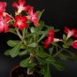 Adenium Dark Red Desert Rose - 1000 Seeds