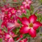 Adenium Dark Red Desert Rose - 1000 Seeds