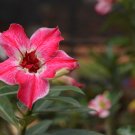 Adenium Obesum Red Desert Rose Flowers - 2 Seeds
