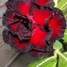 Adenium Redish Black Big Blooms Flower - 2 Seeds