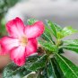 Adenium Seeds Single Petals White Flowers with Rose Pink Edge Desert Rose 2 Seed