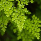 Adiantum Capillus Maidenhair Fern - 100 Seeds